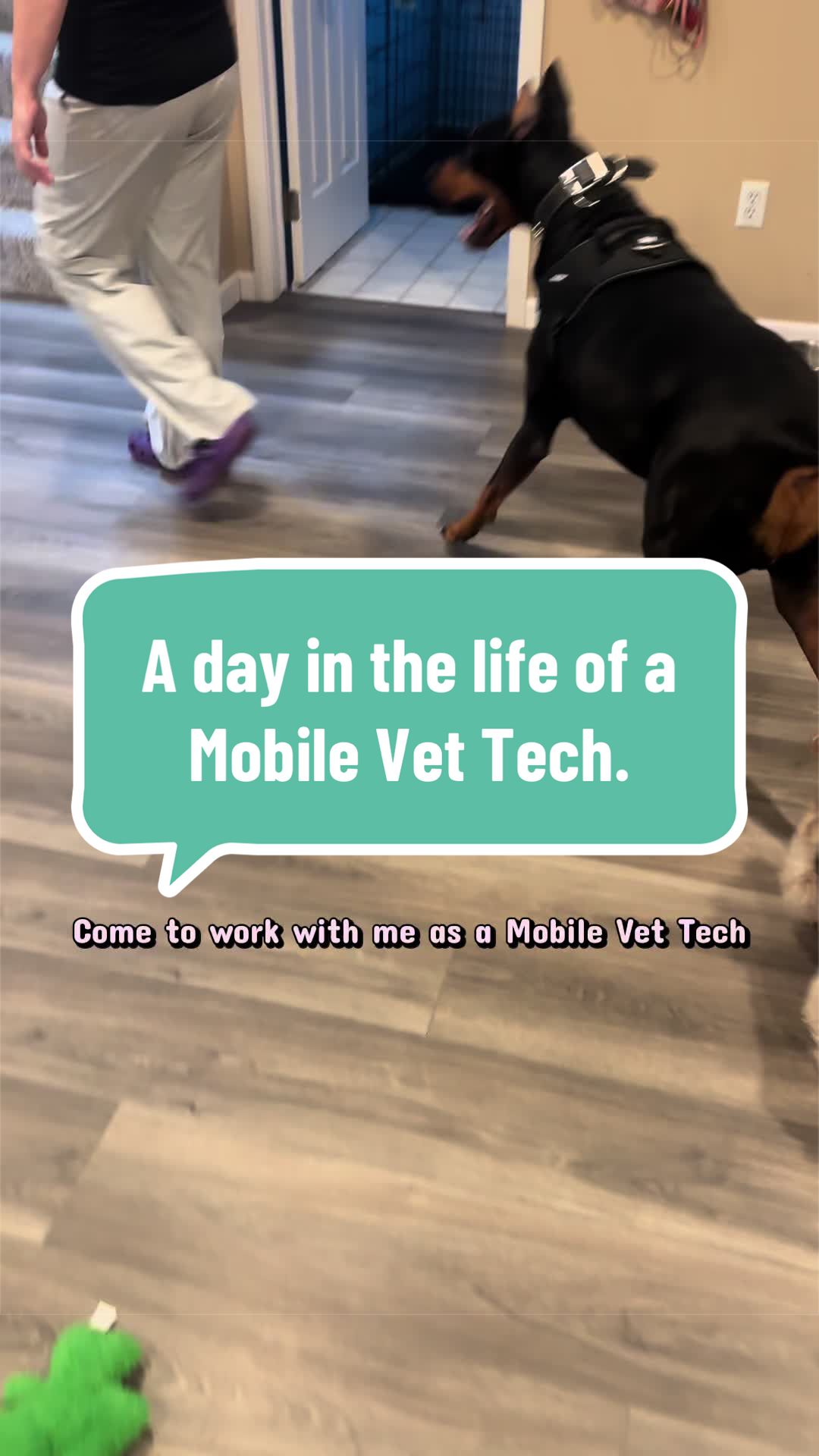 @The.Mobile.Vet.Tech