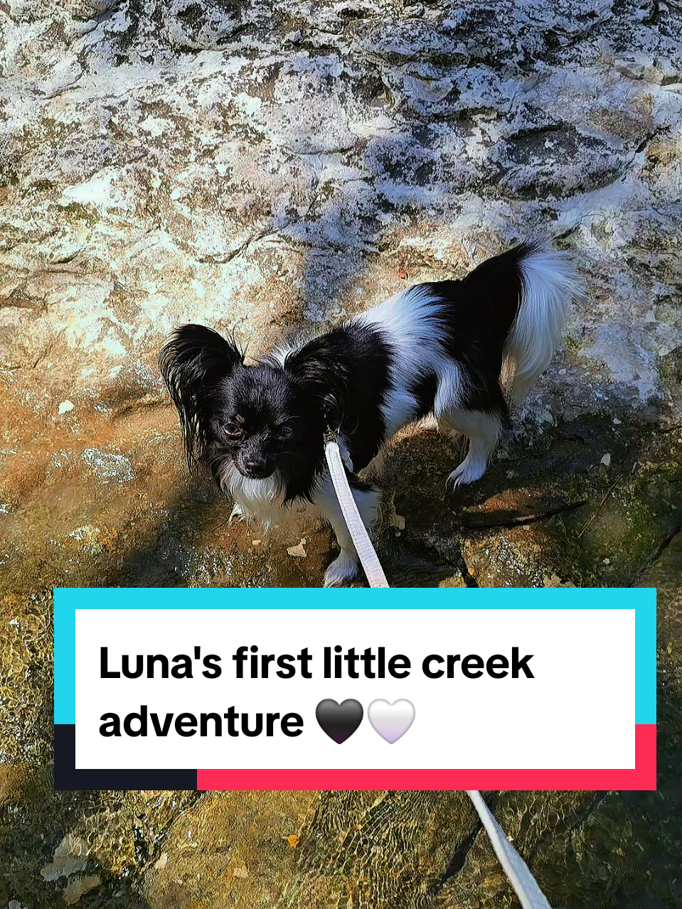 @TheLittleLunaBean