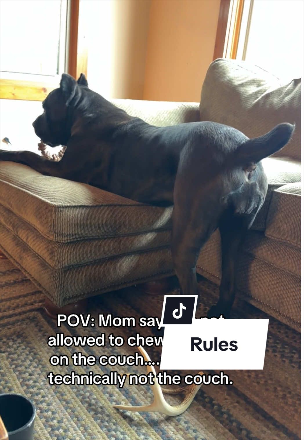 @Boo the Cane Corso