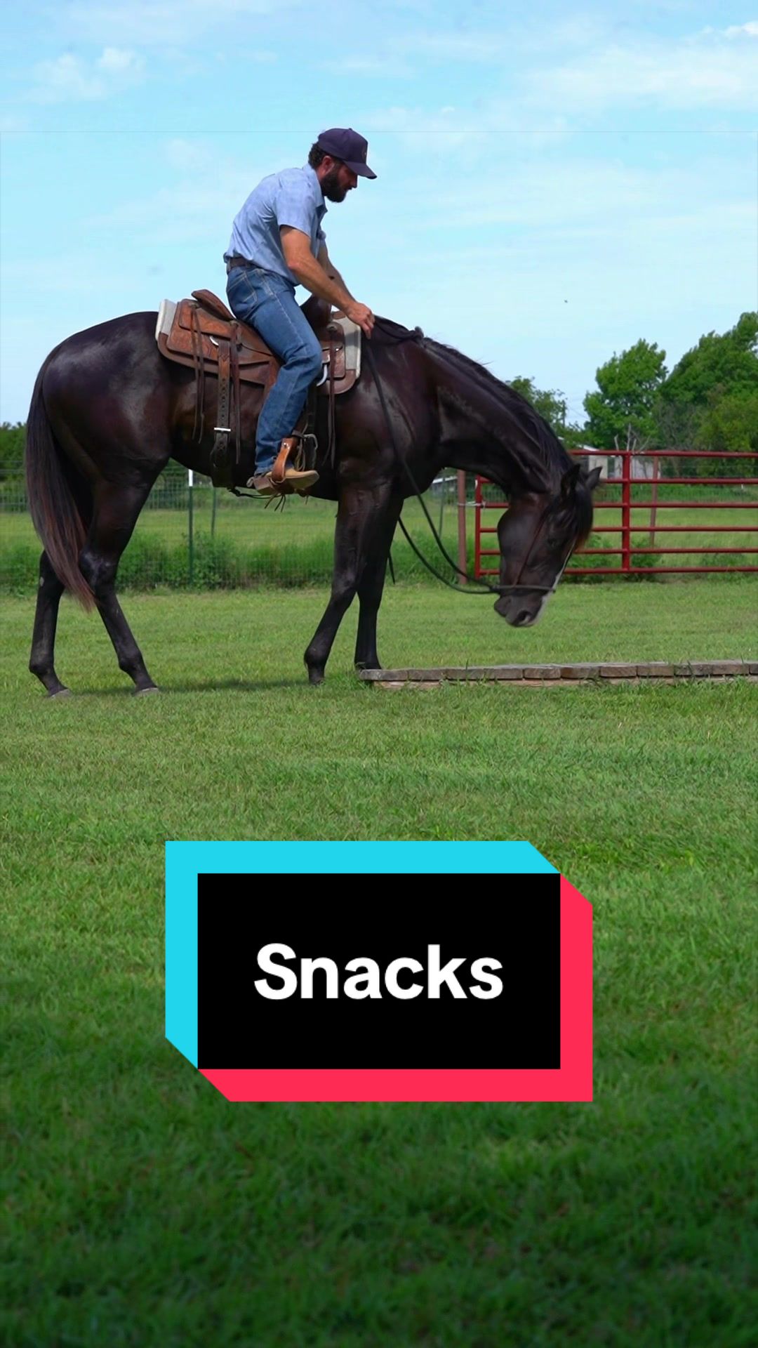 @WS Horses