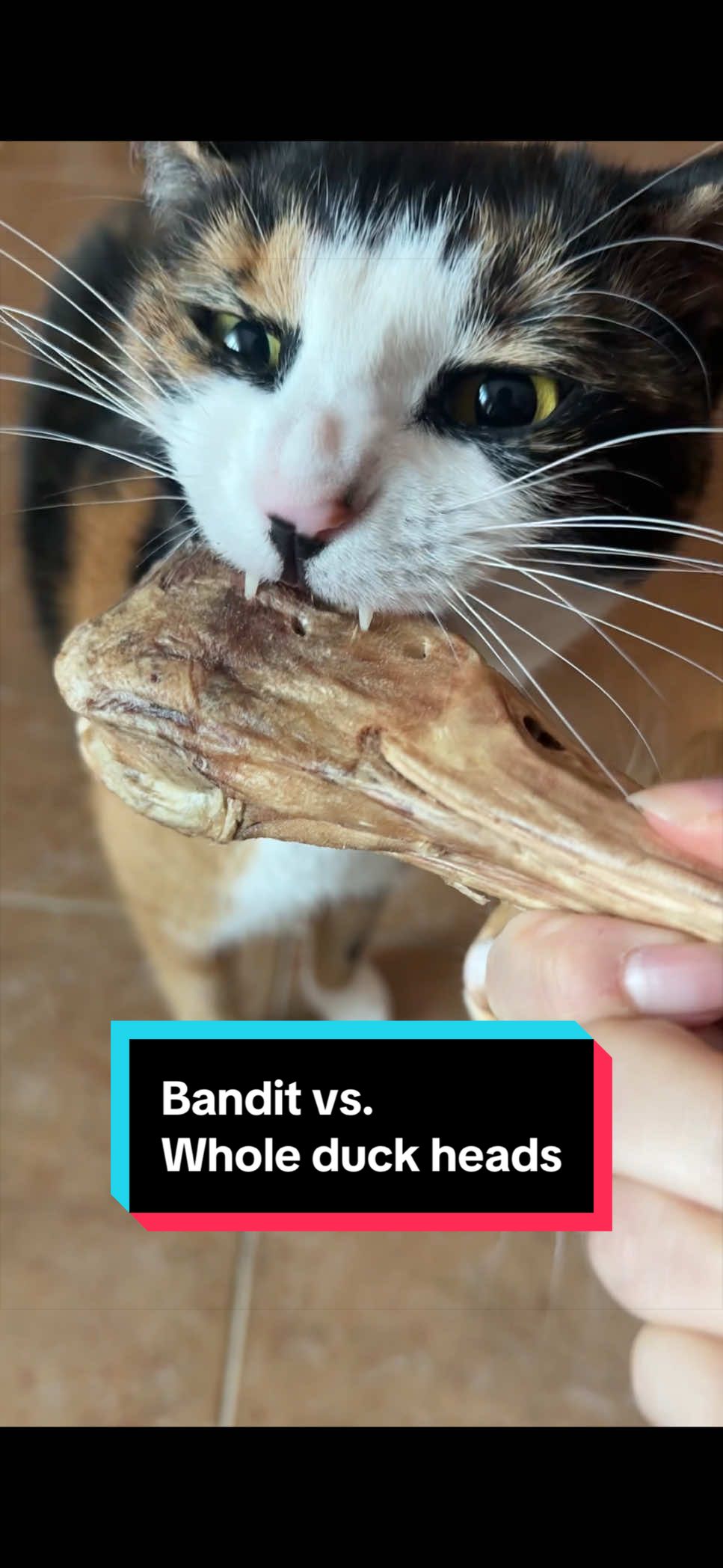 @meloncreamcat