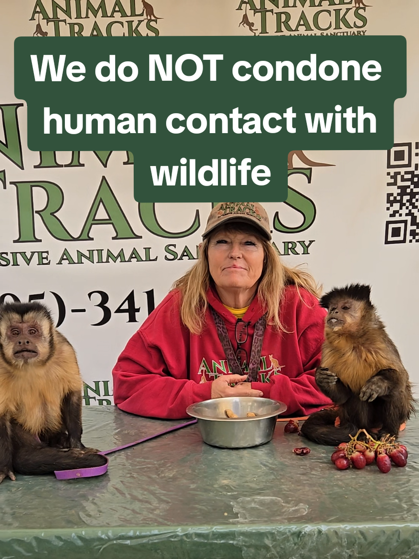 @AnimalTracksInc