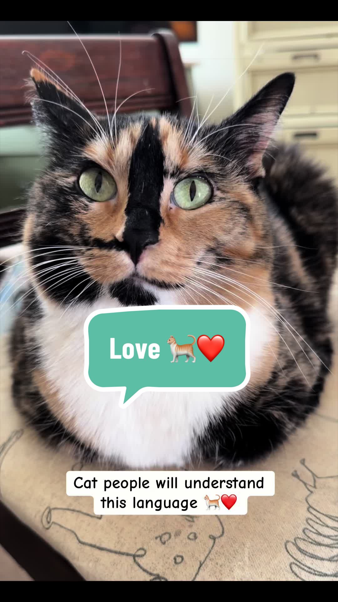 @SnickersTheSmilingCat