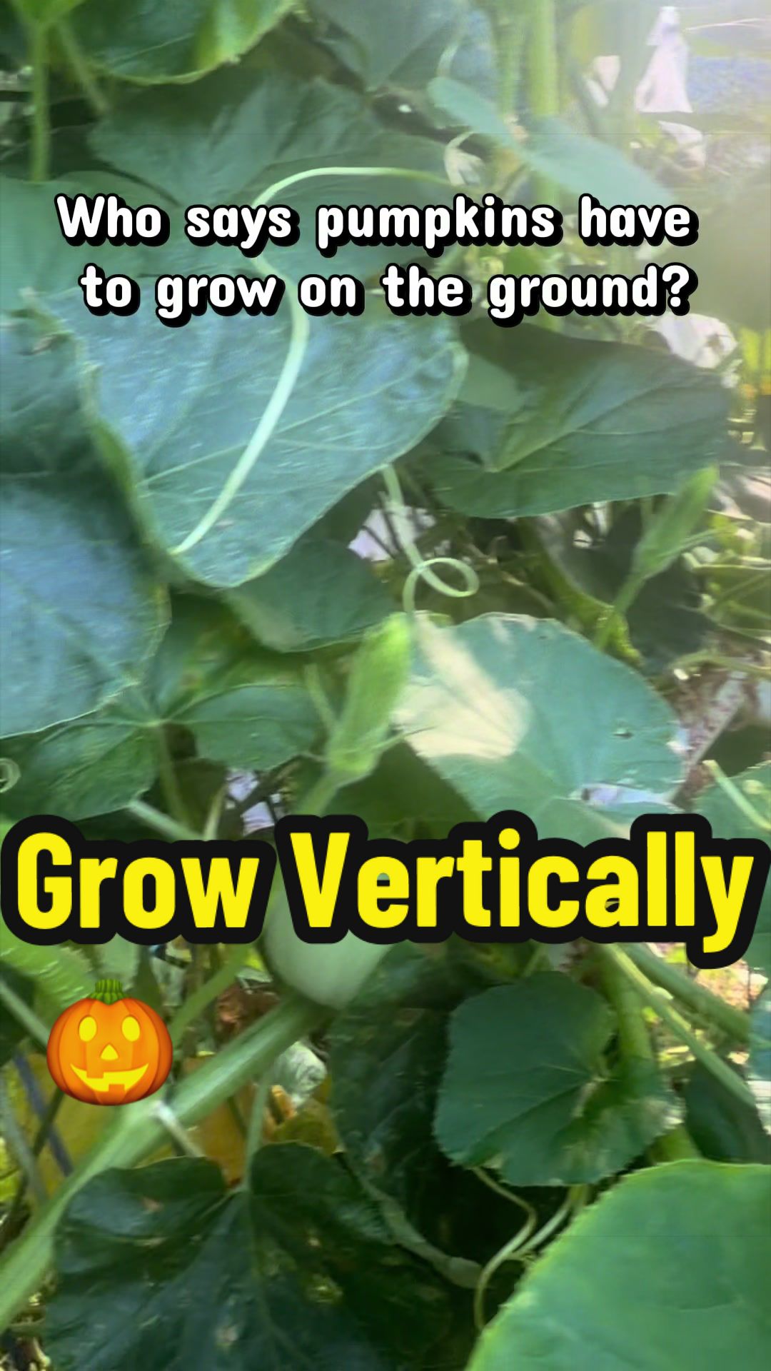 @YoShe Grows 🌱