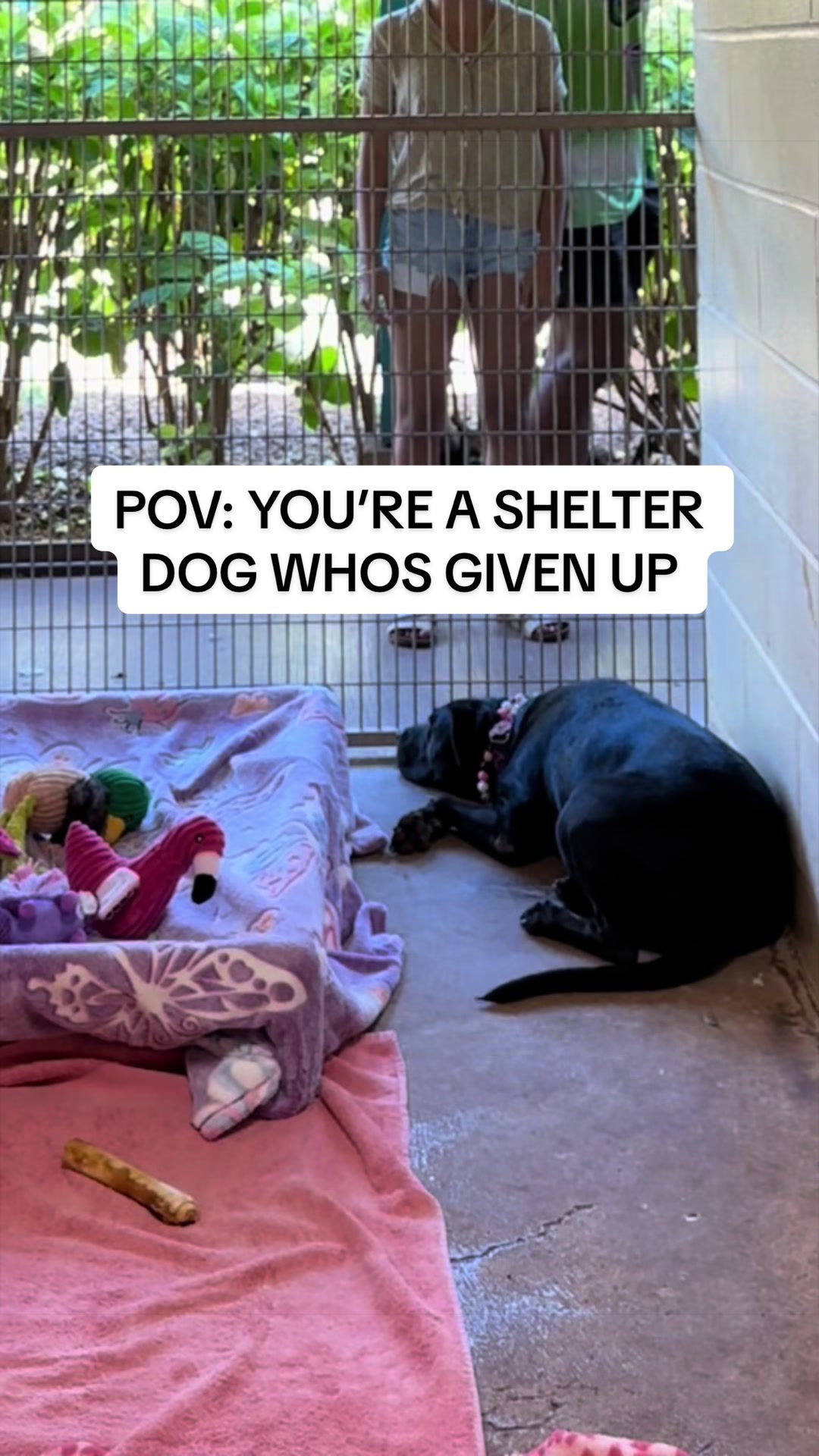 @Cassondra | Maui Shelter Dogs