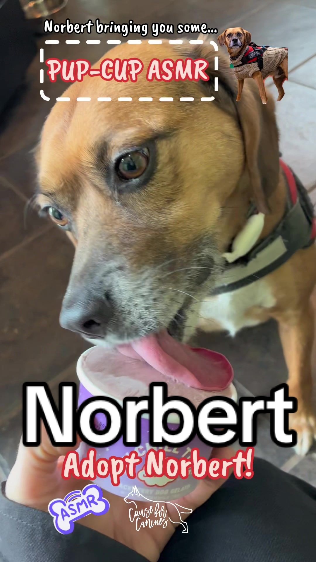 @causeforcaninesrescue