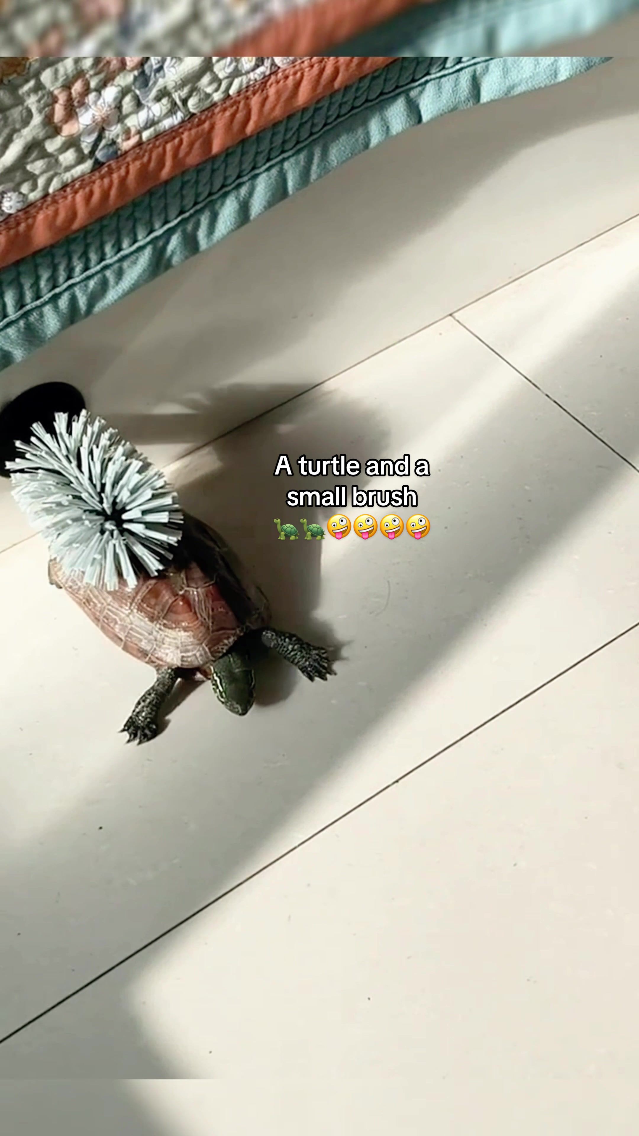 @Mr. Turtle