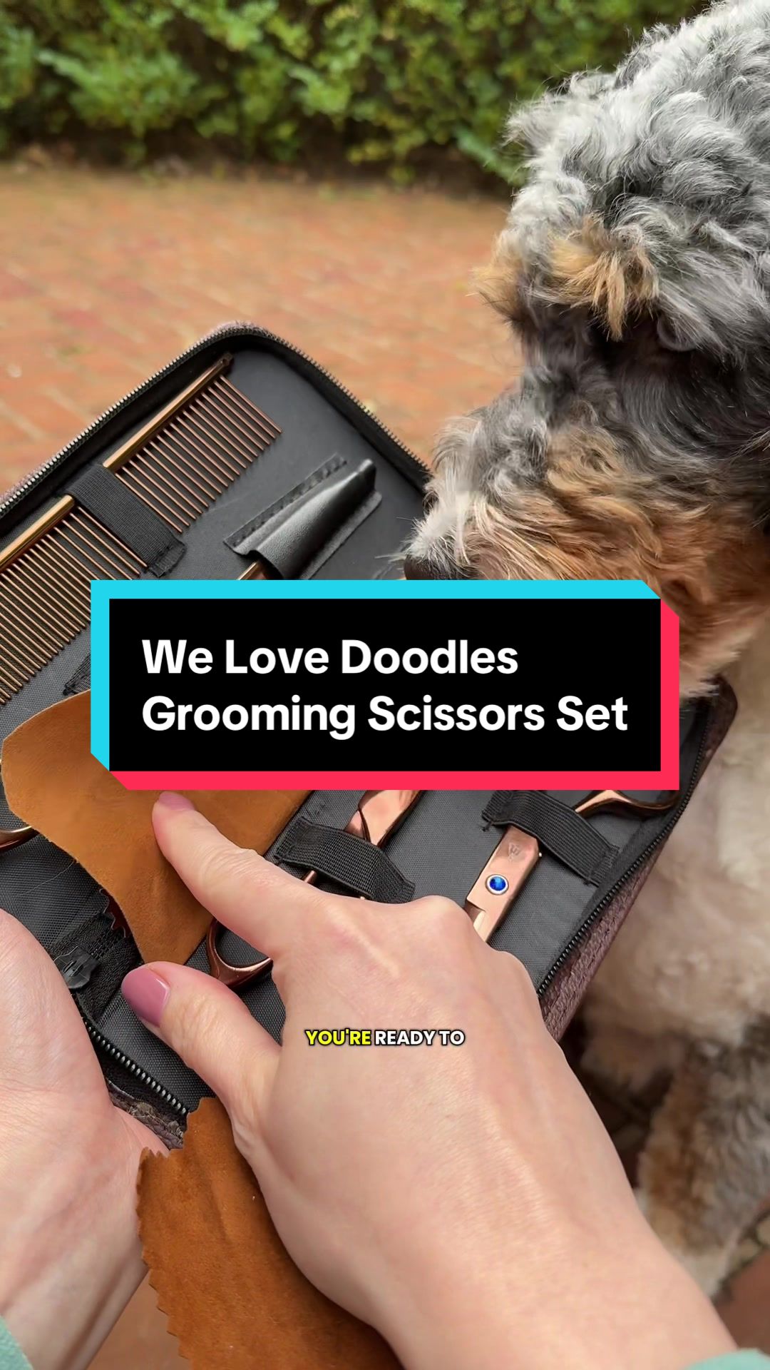 @Archie The Bernedoodle