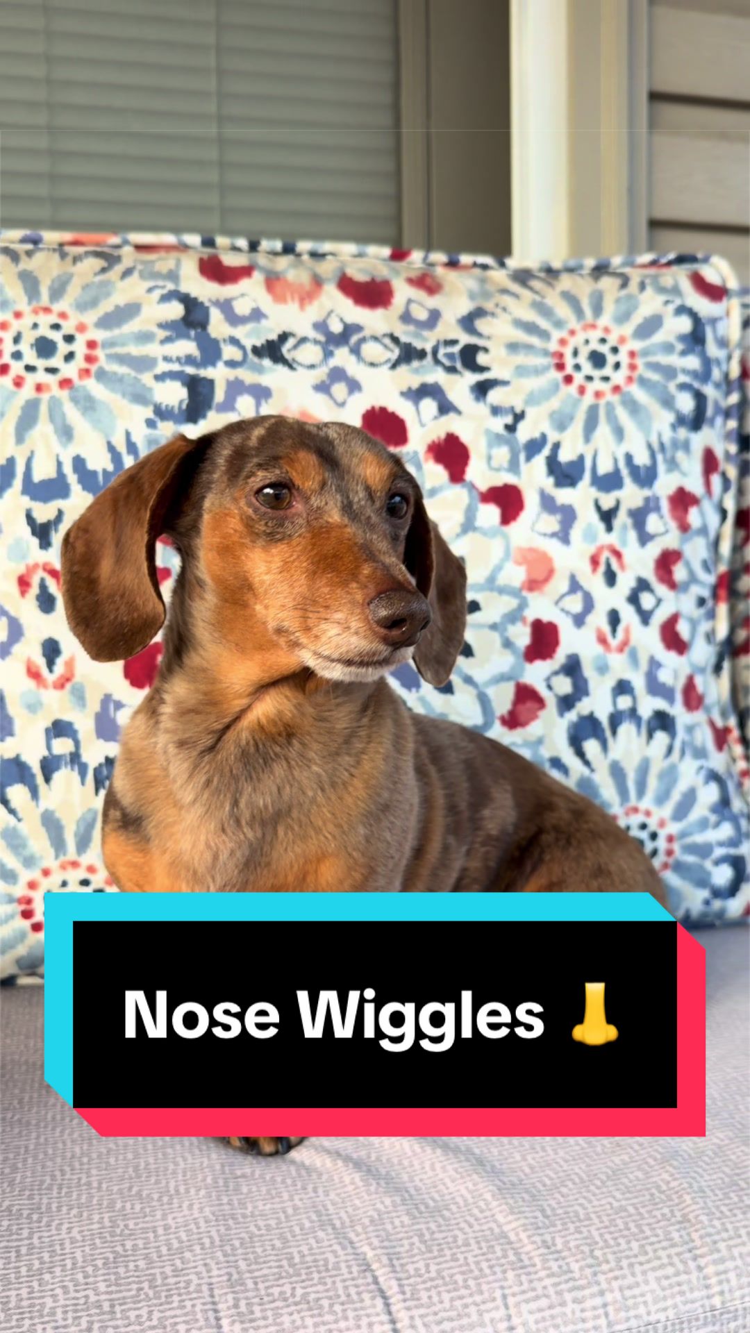 @NormanTheWienerDog