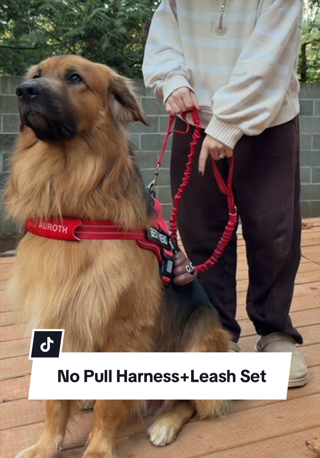 @lifewithgoldenshepherds