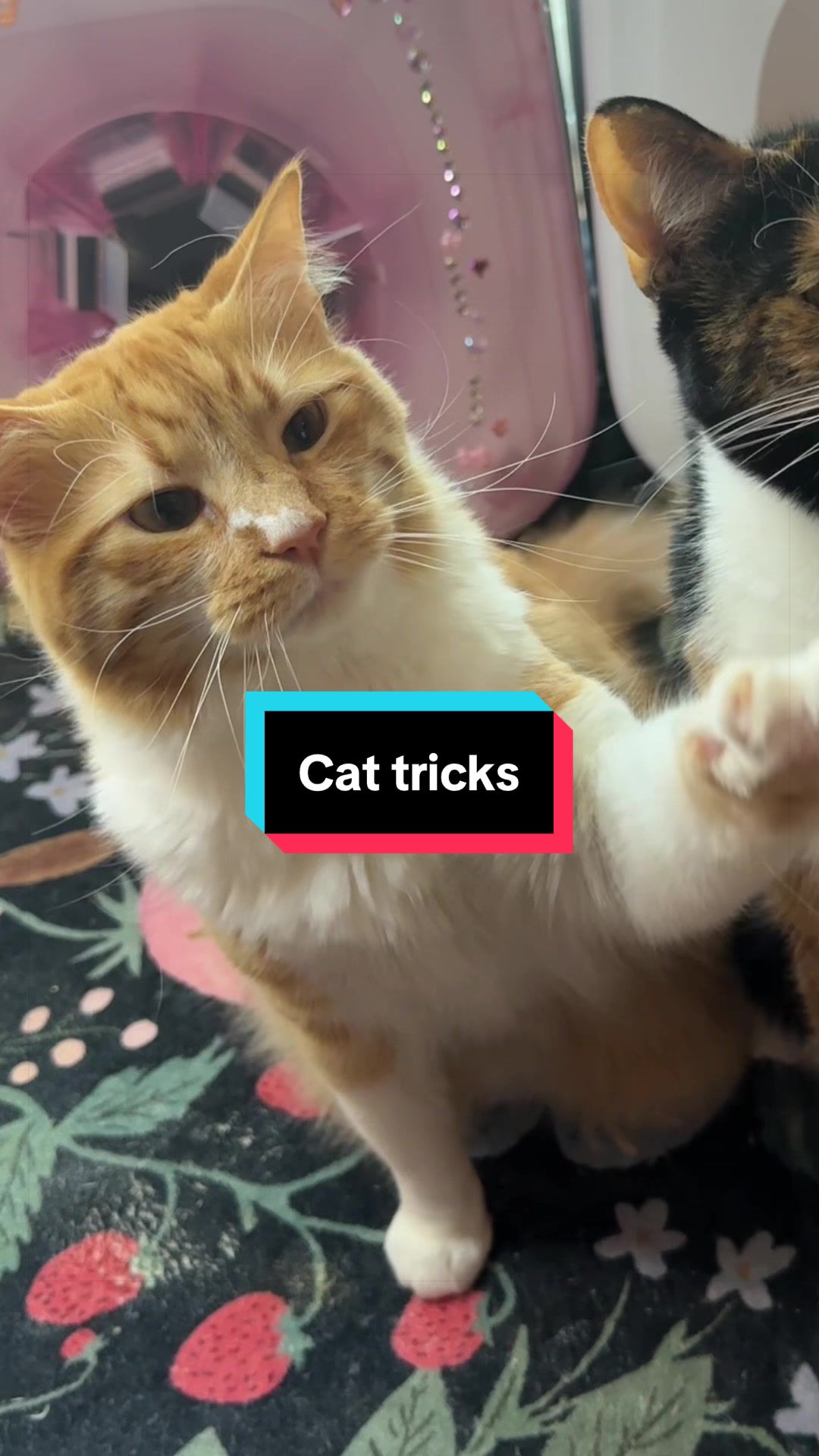 @meloncreamcat