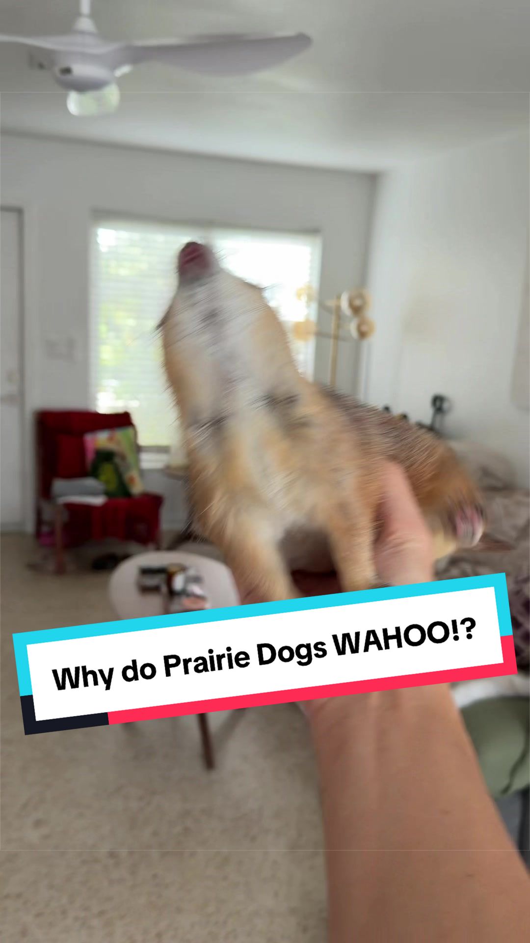 @Poppy the Prairie Dog