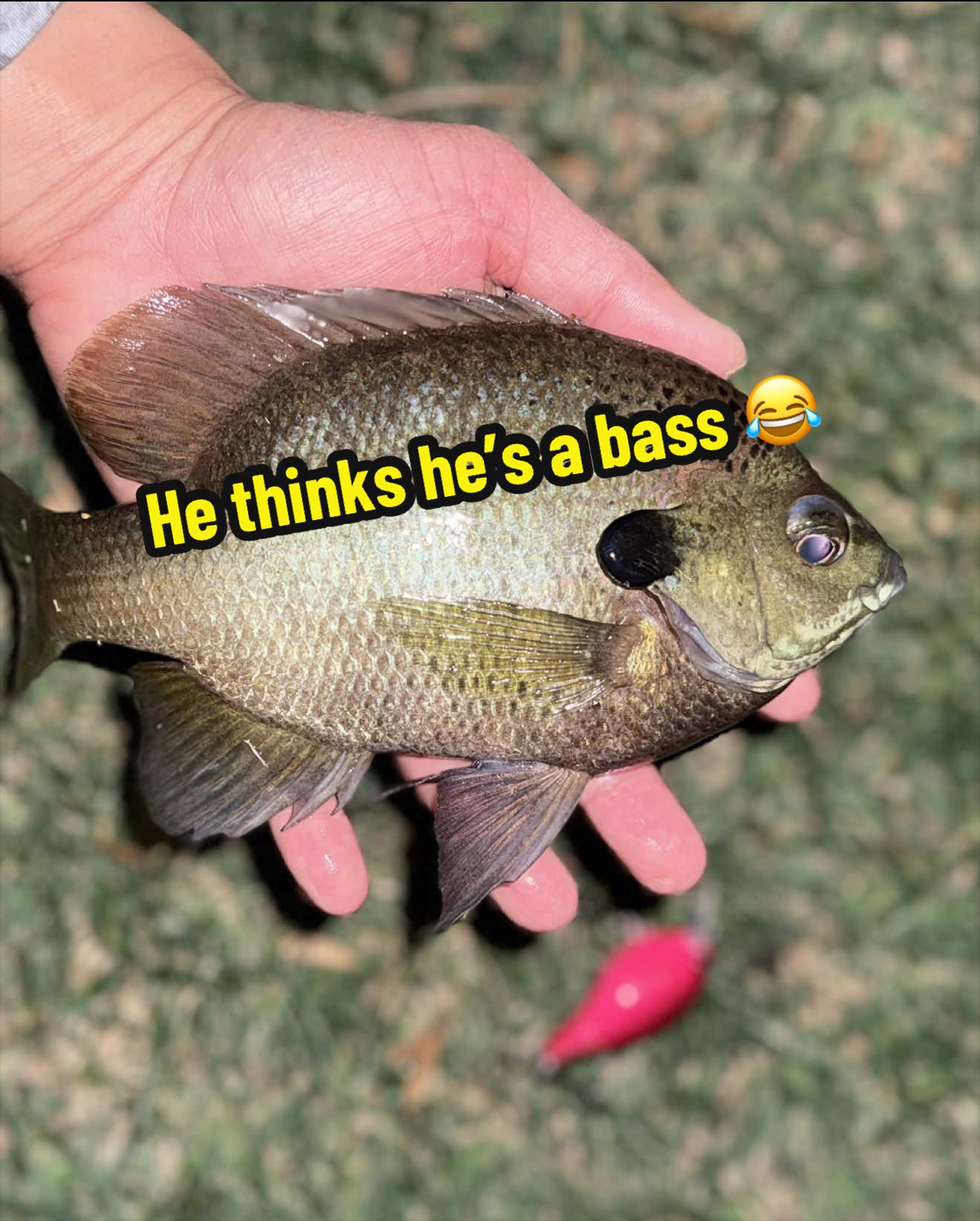 @Luu Nguyen Fishing