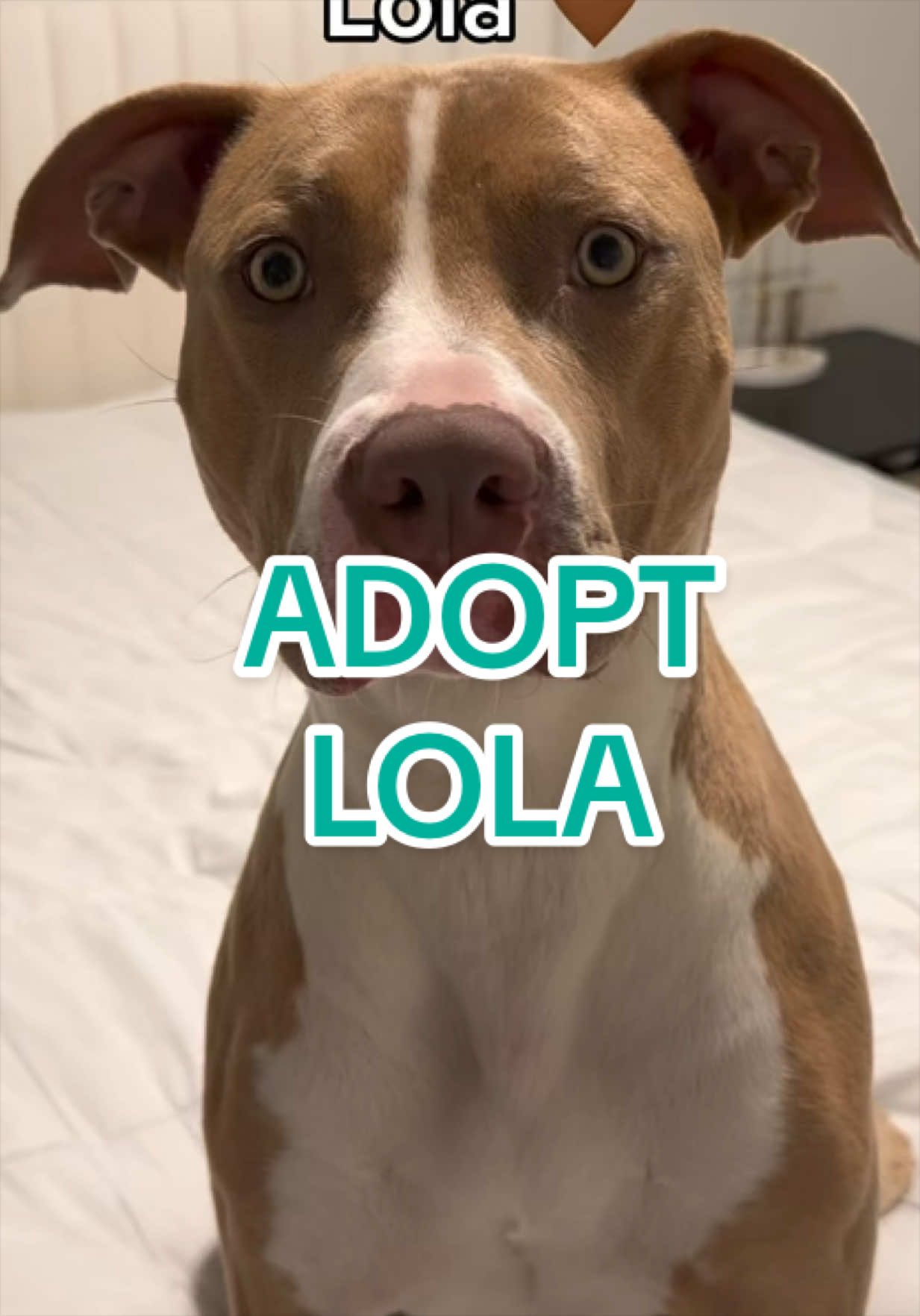 @Adopt a Pet