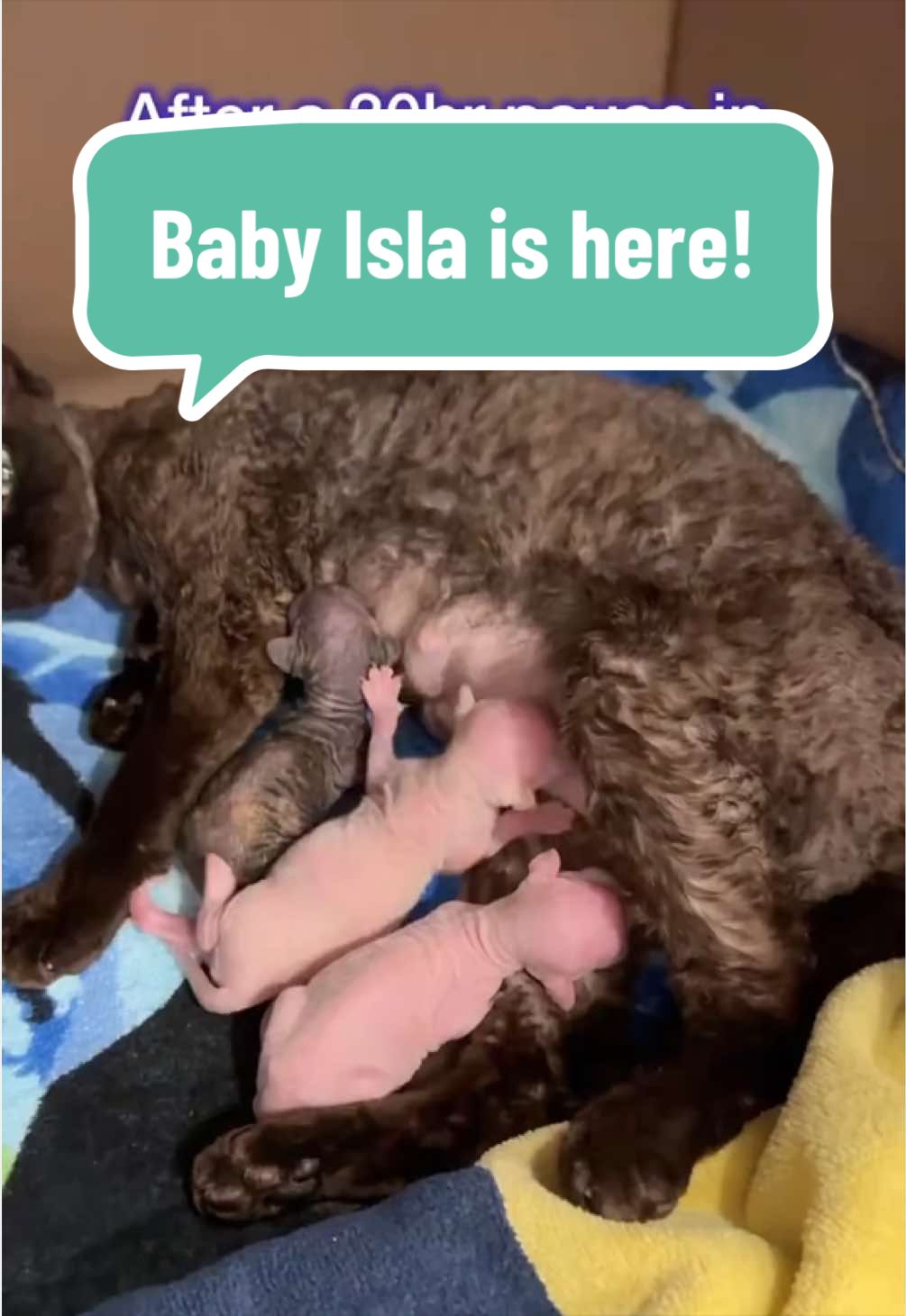 @Boba’s Buds Minskin Cats
