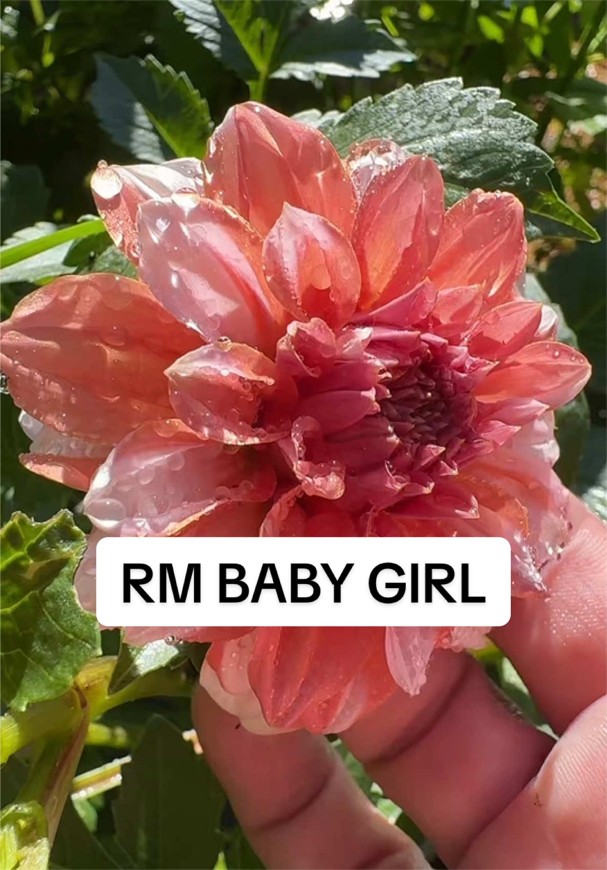 @Rylee’s Blooms