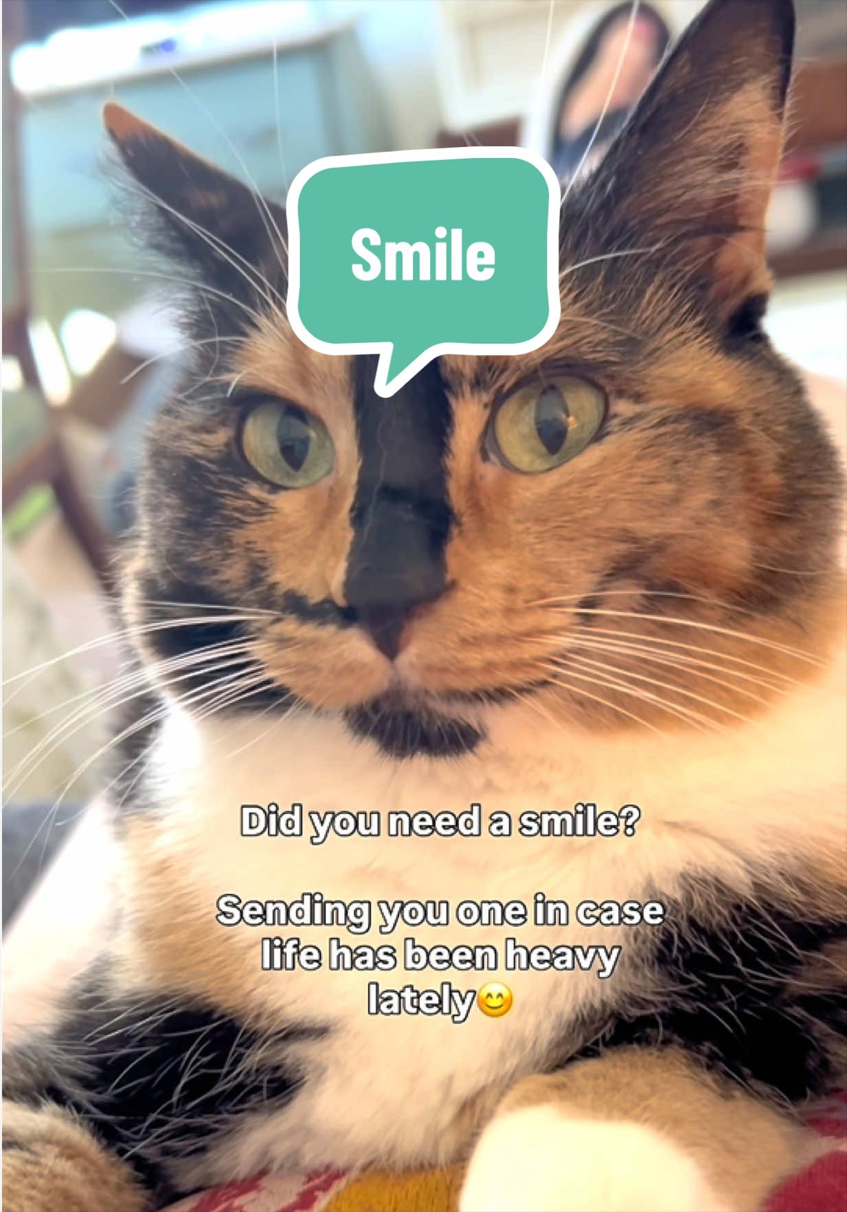 @SnickersTheSmilingCat