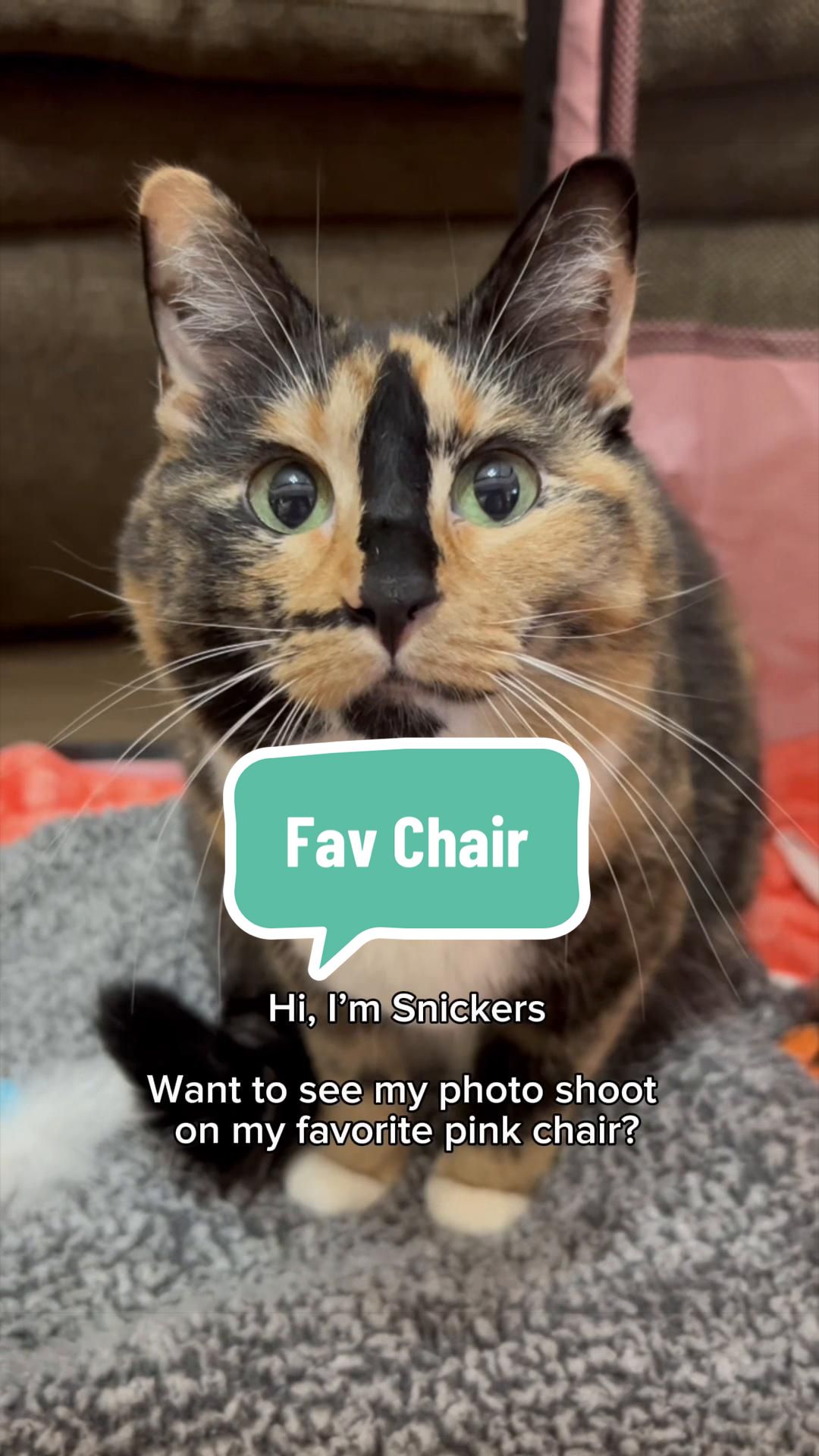 @SnickersTheSmilingCat