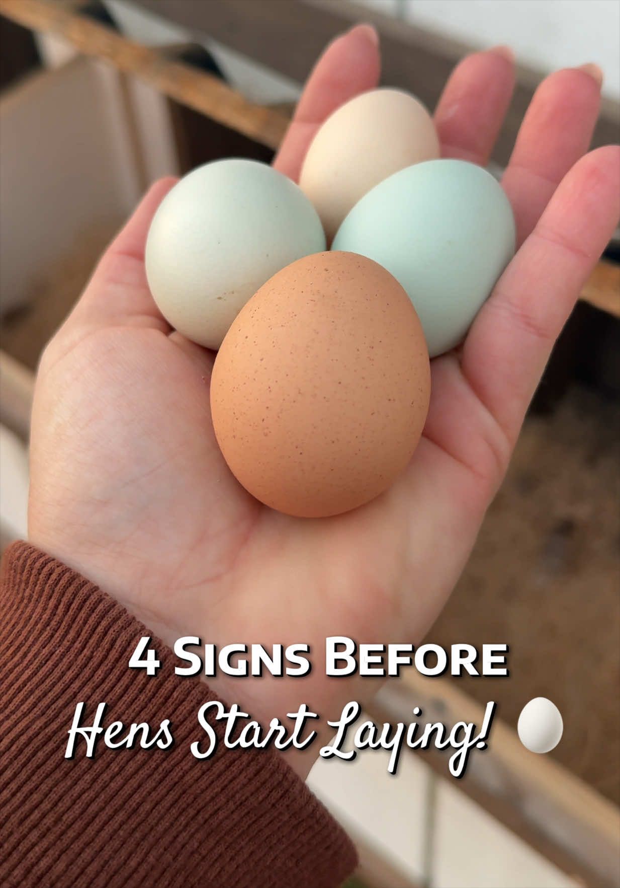 @Simply Chickens