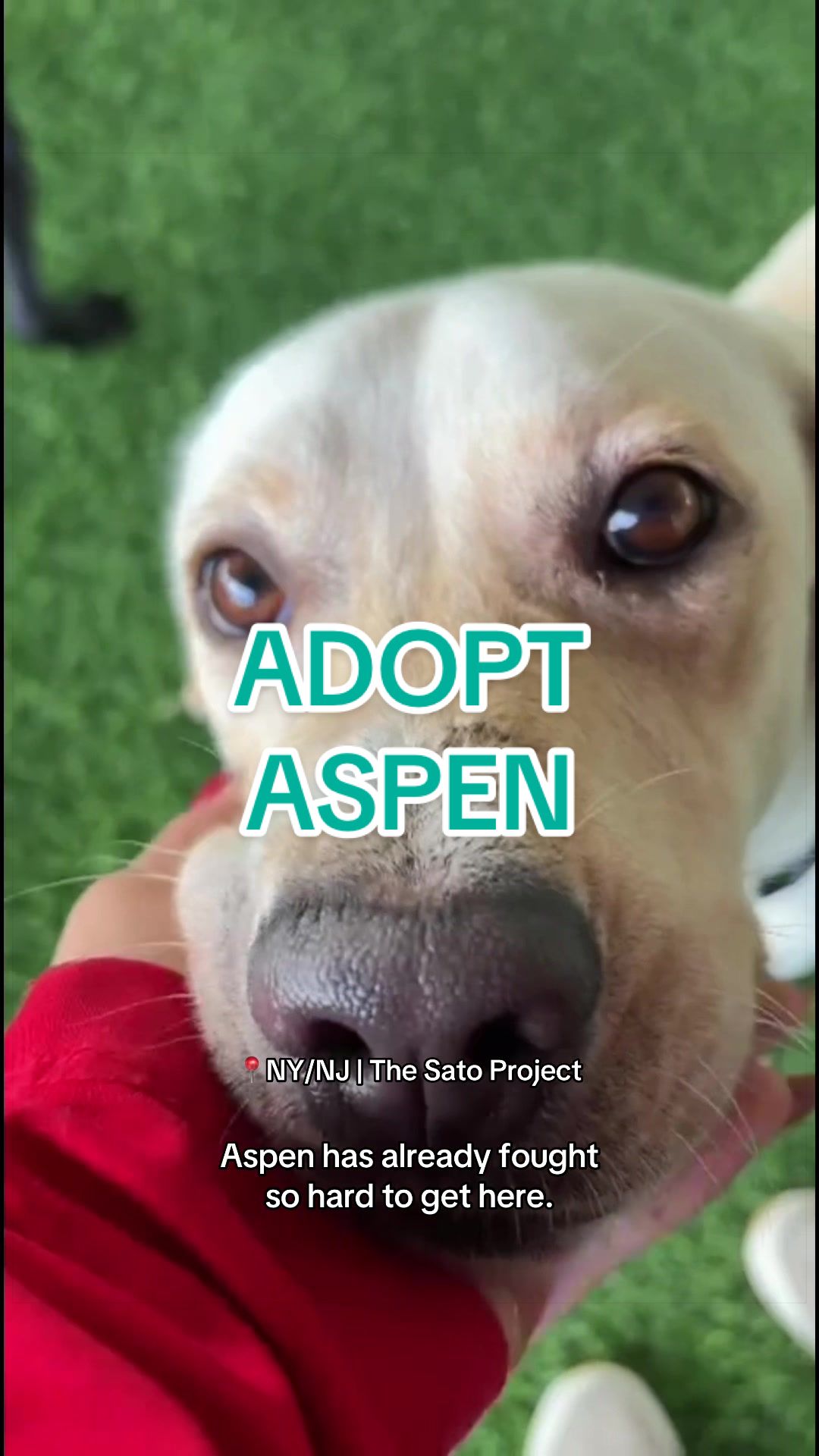@Adopt a Pet