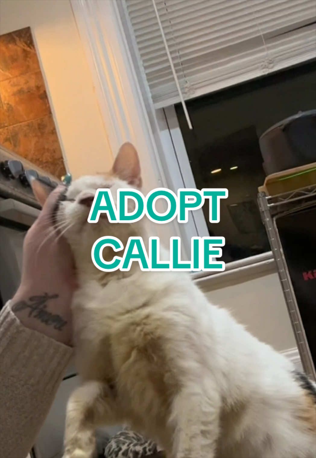@Adopt a Pet