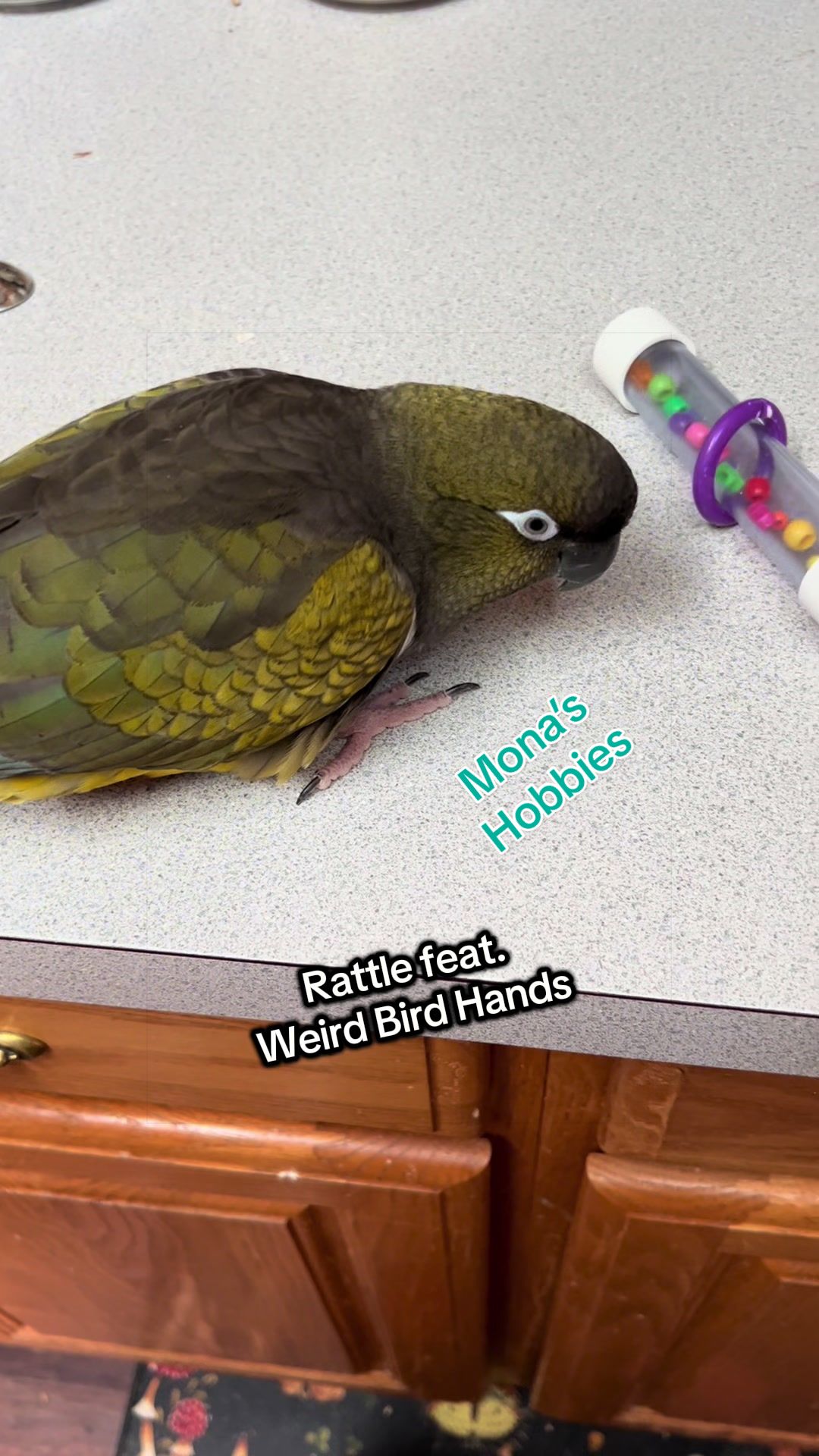 @Rain Blossom Birds