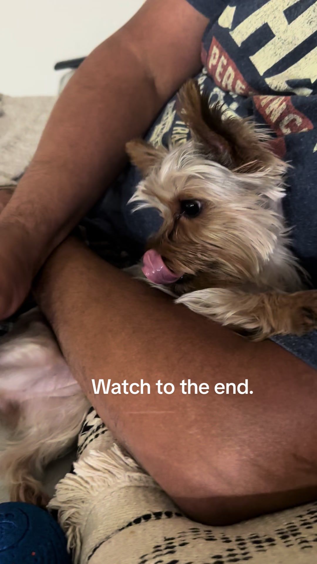 @Penny the Yorkie