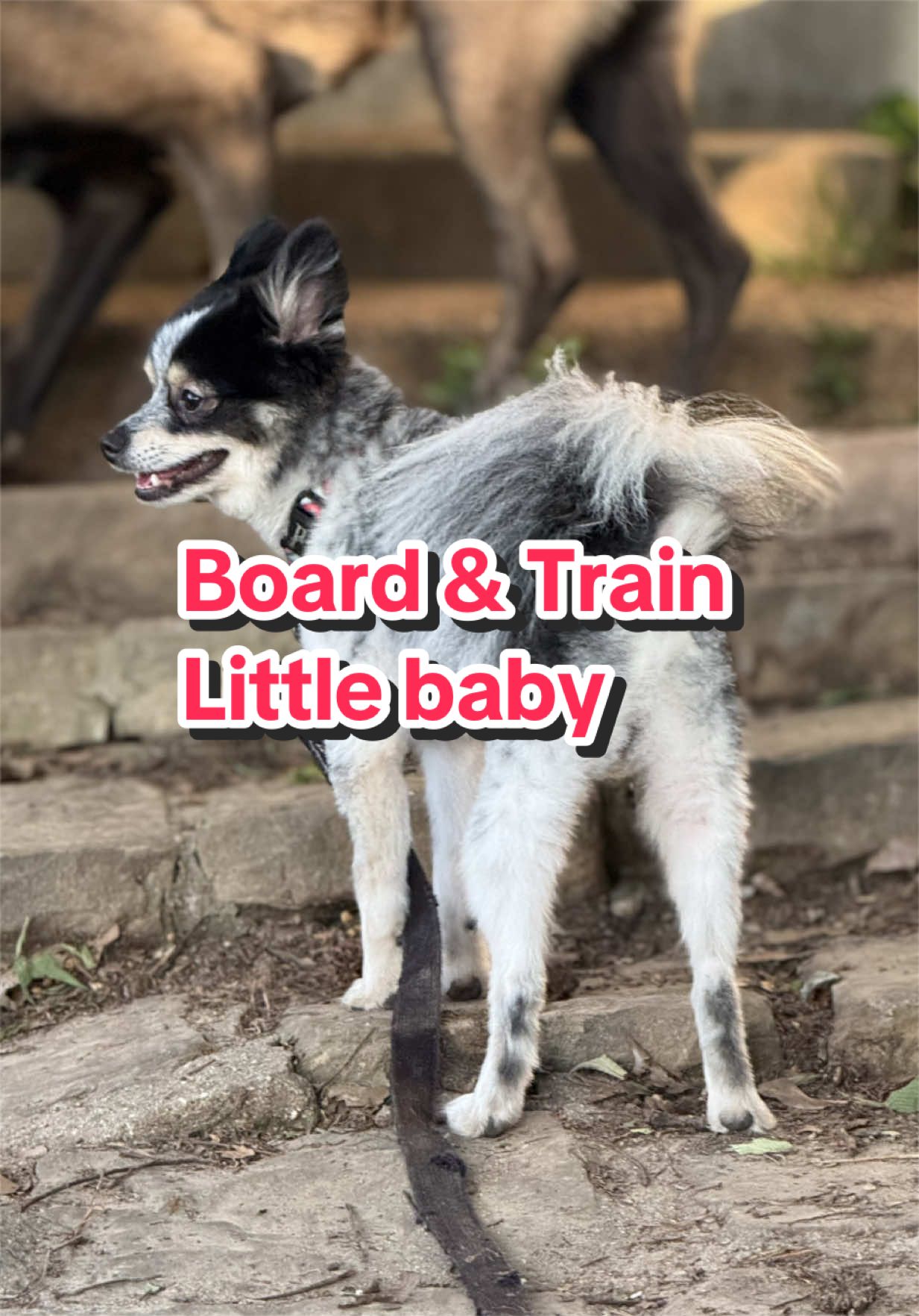 @CRZK9 Dog Training