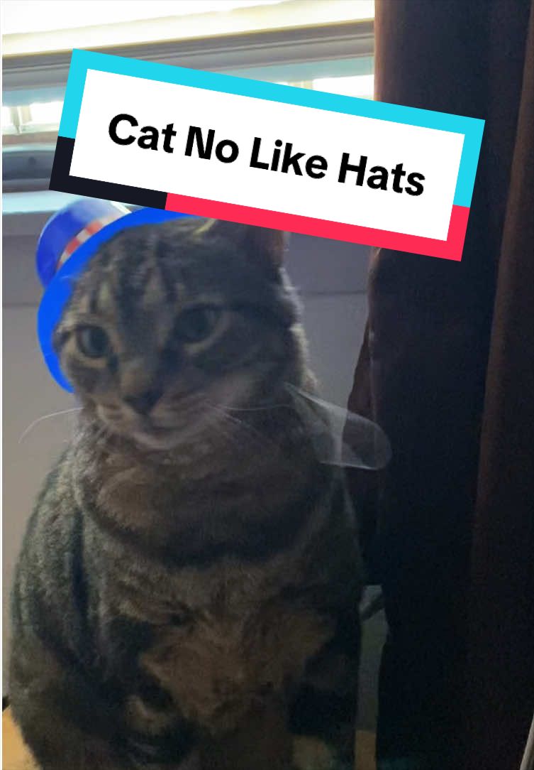 @Noctua Cat Enrichment