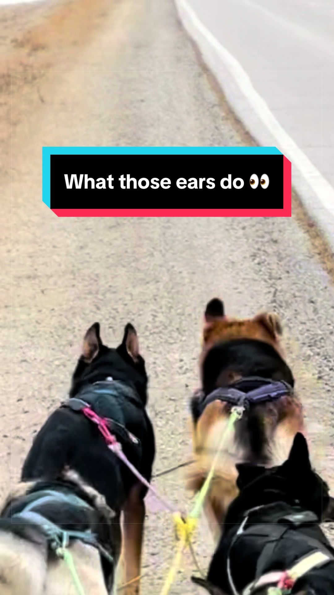 @Chasing The Wolves 🐕🛷