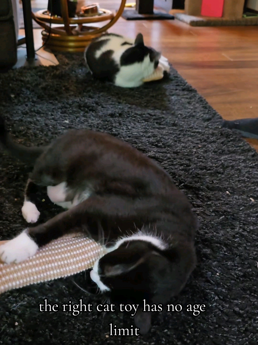 @𝓚𝓪𝓽 𝓦𝓱𝓮𝓮𝓵𝓮𝓻🐈⬛