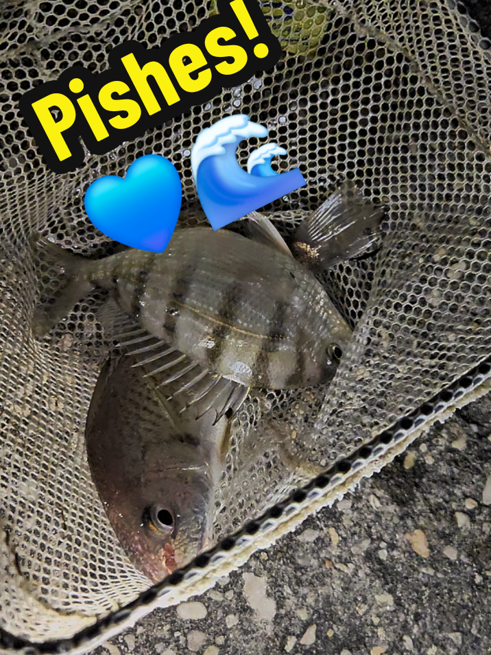 @🐠 Mr Sheev 🌊