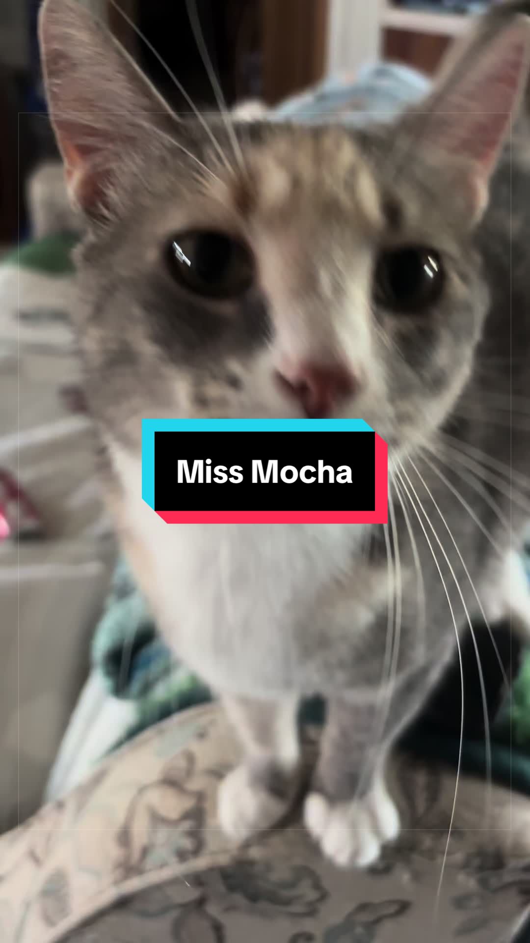 @catlover313official
