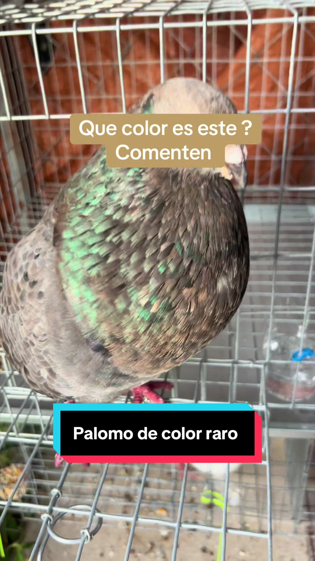 @Palomar Guines