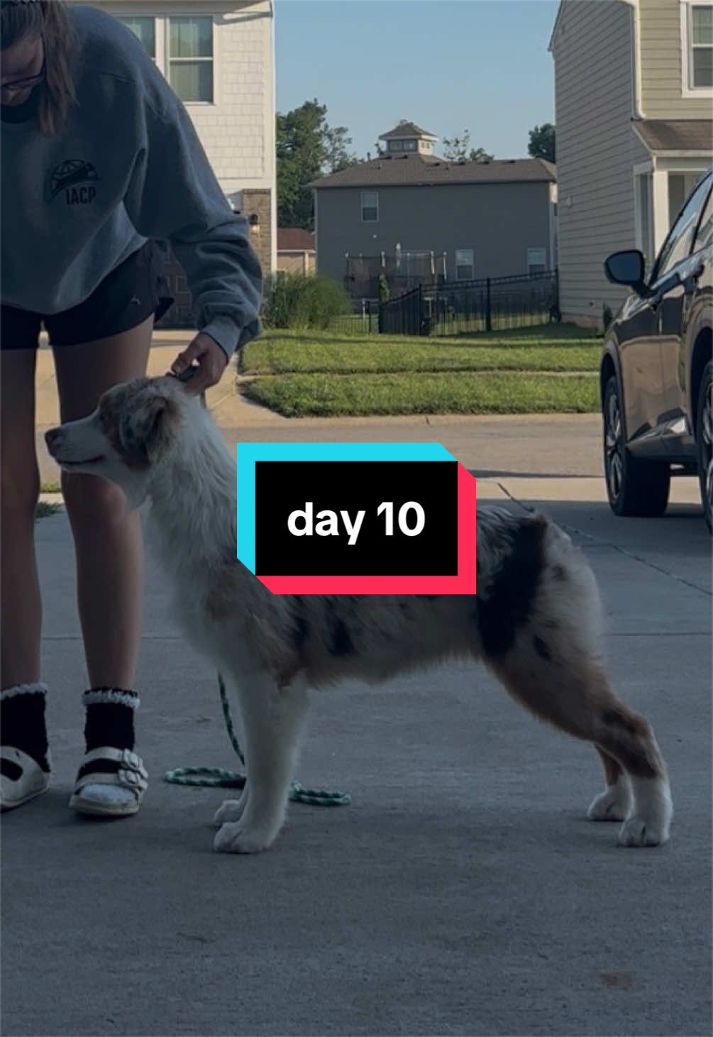 @Beck | Kentucky Dog Trainer