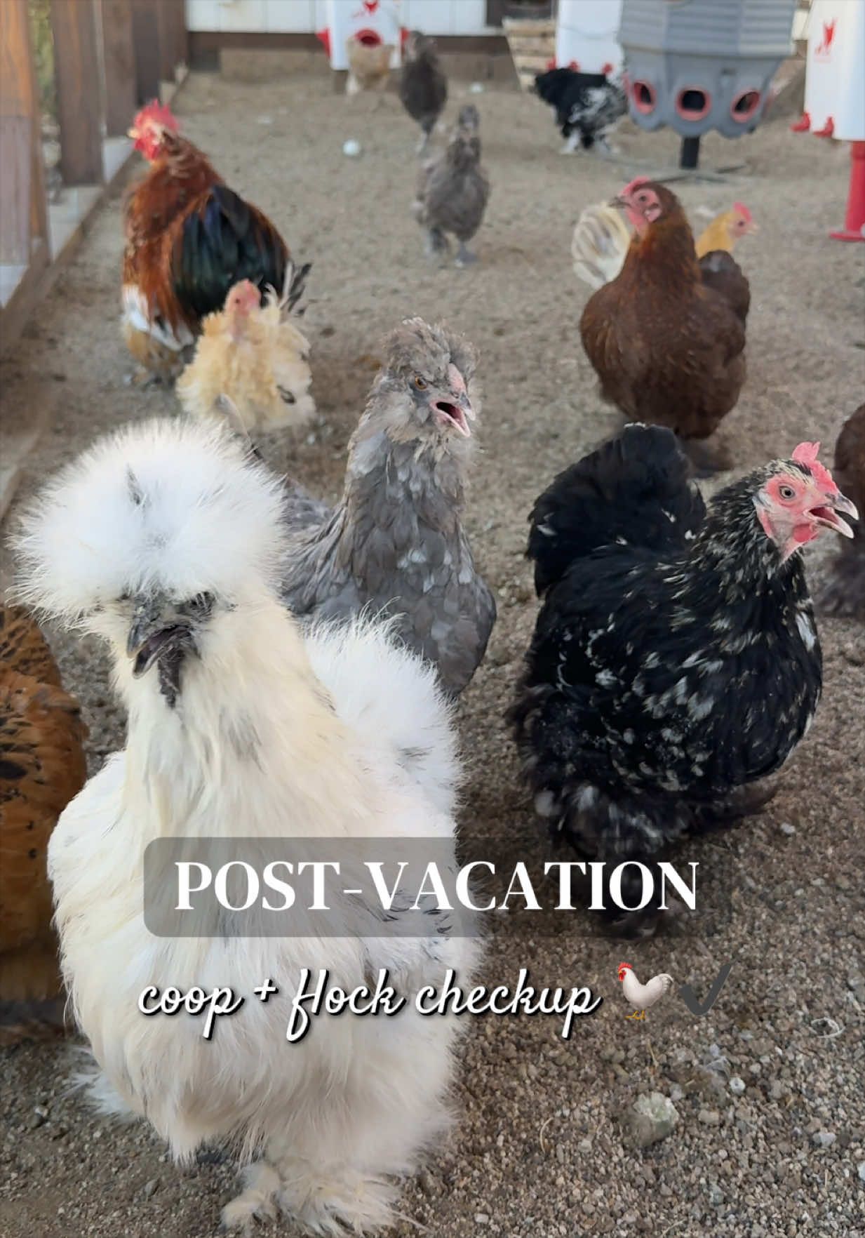 @Simply Chickens