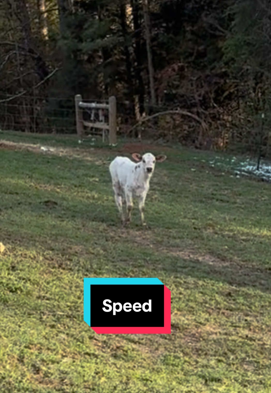 @m a m i s s a