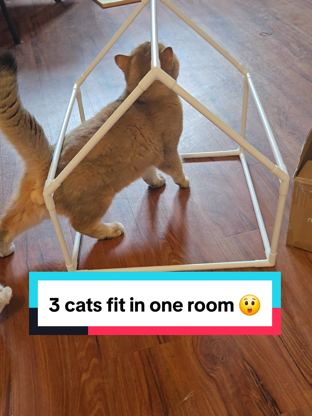 @Brittany's Beauties Kittens