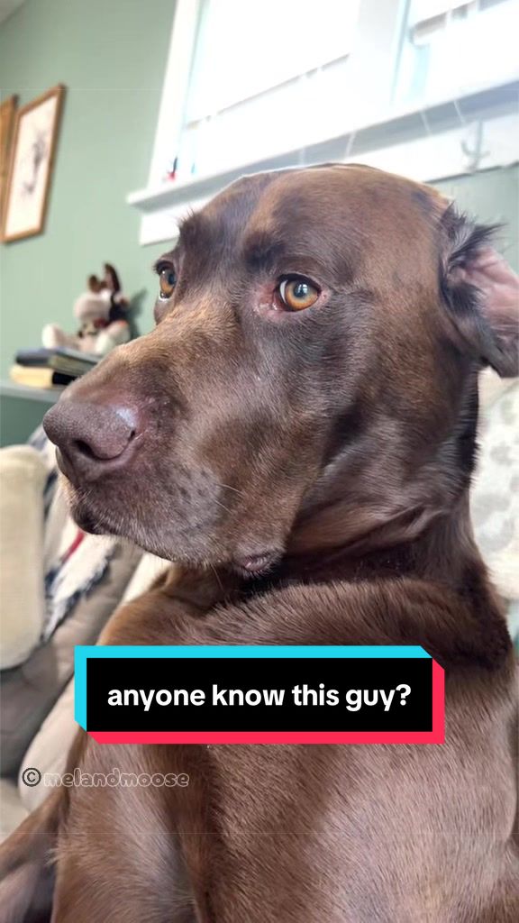 @Mel & Moose 🤎🐾
