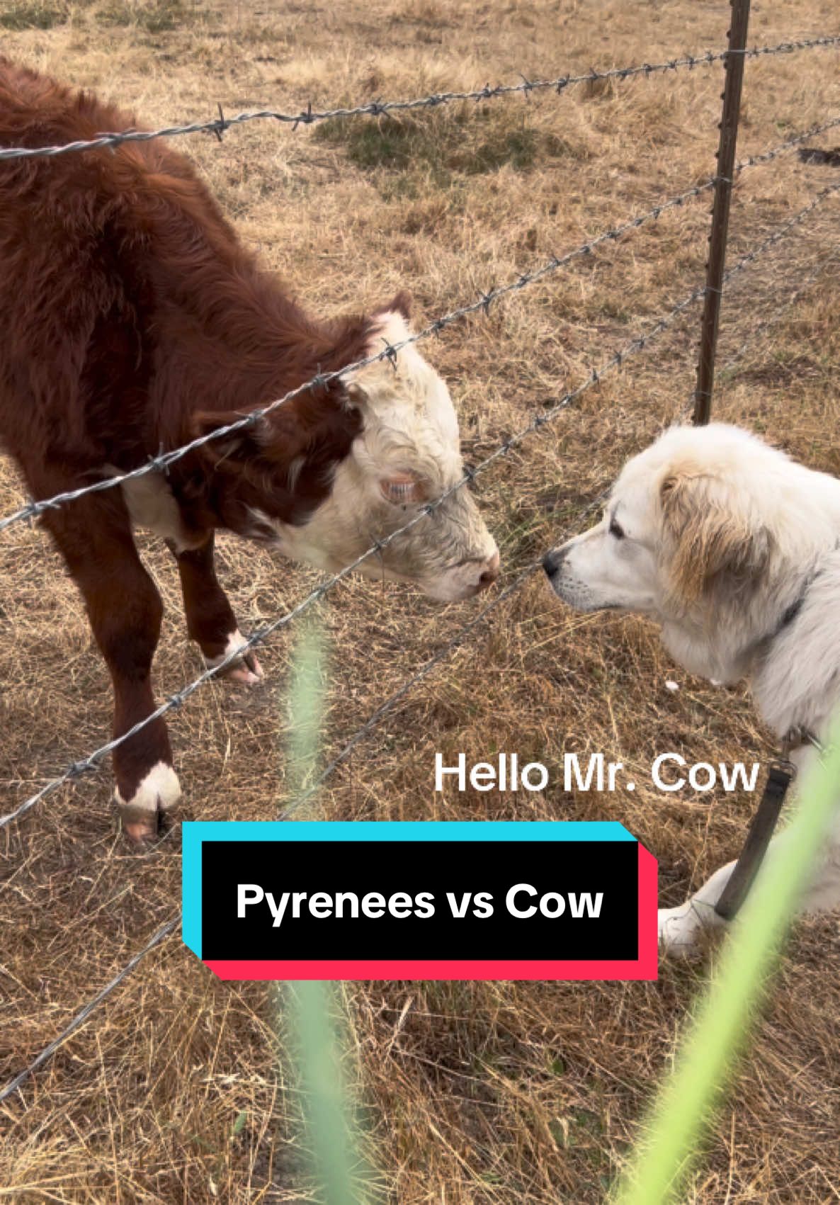 @PyreneesDogs