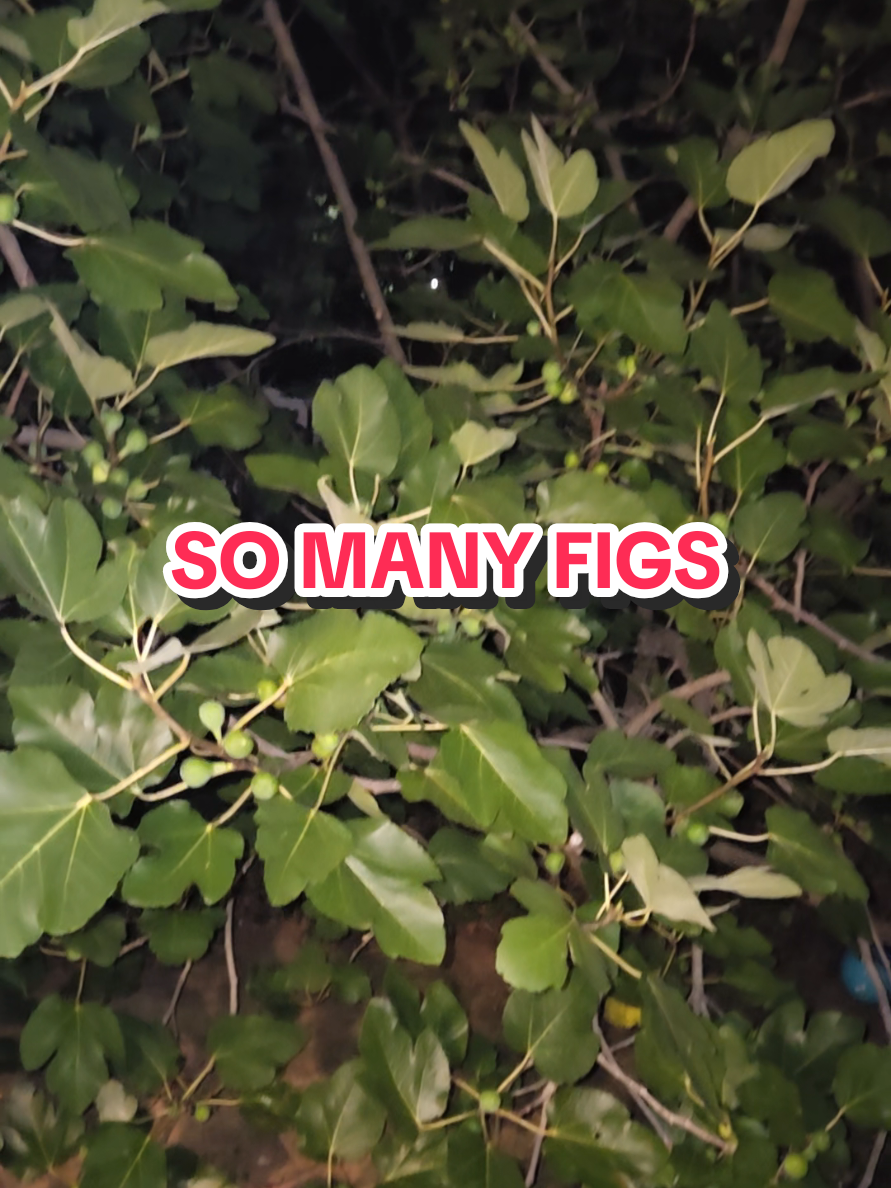 @MF_Reviews