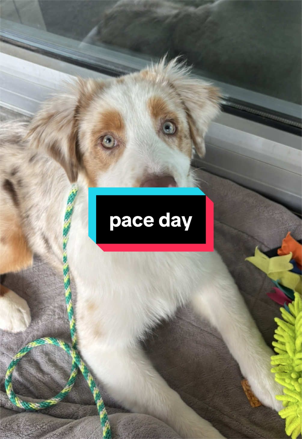 @Beck | Kentucky Dog Trainer