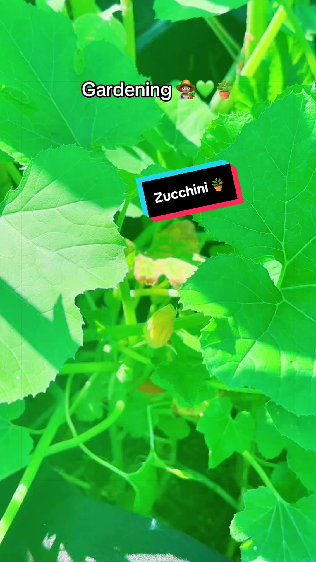 @TeeTee ❌♋️🦀