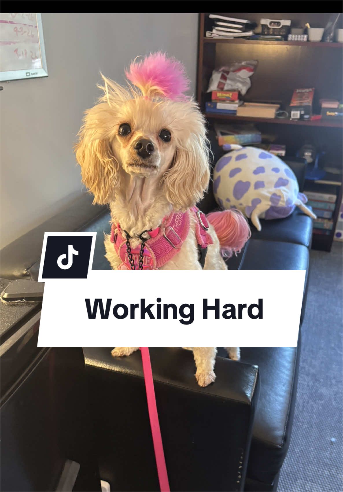 @Maddie, Jovie & Nessie🤍🤎🐩