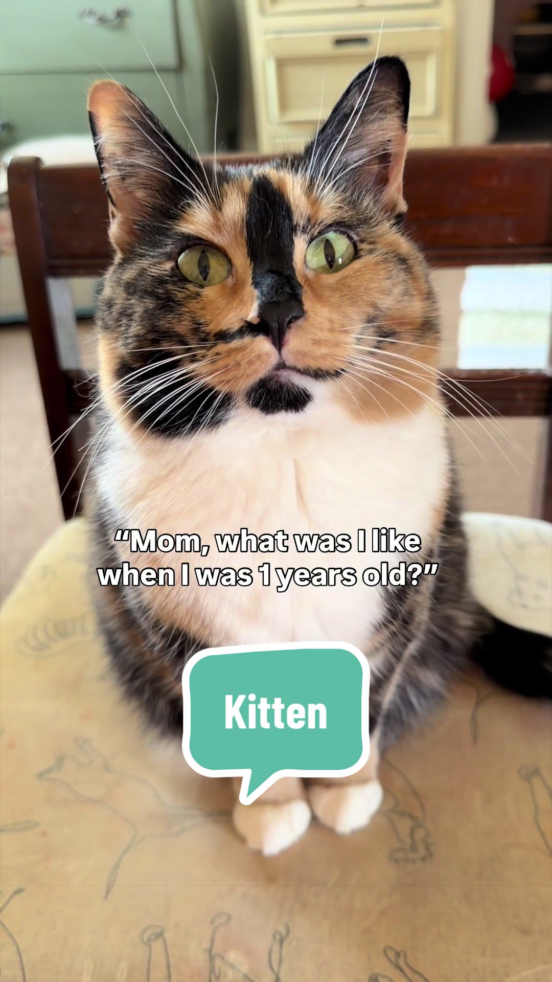 @SnickersTheSmilingCat
