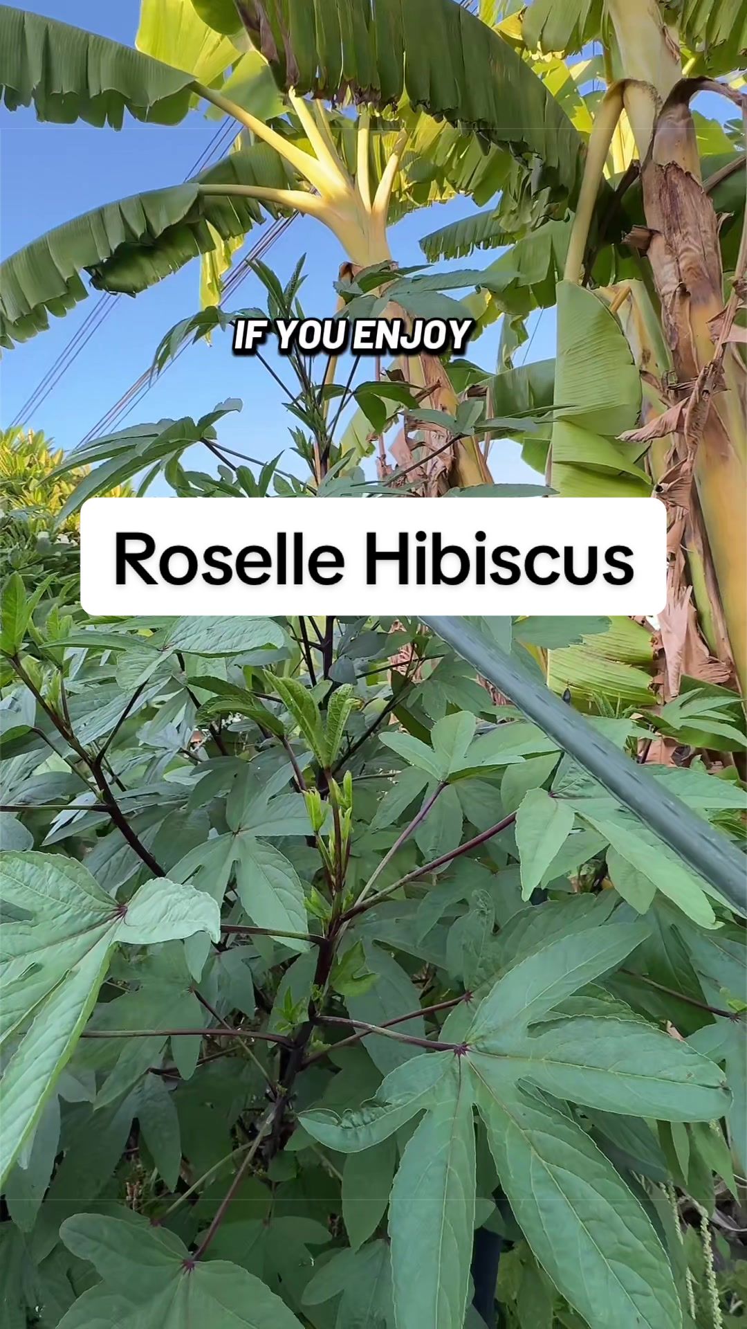 @Rylee’s Blooms