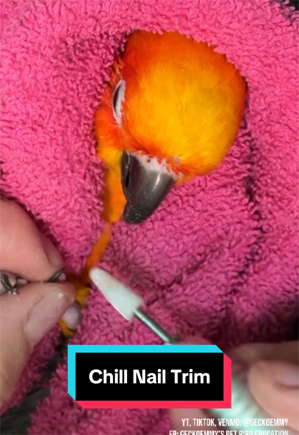 @💙💛Geckoemmy🦜