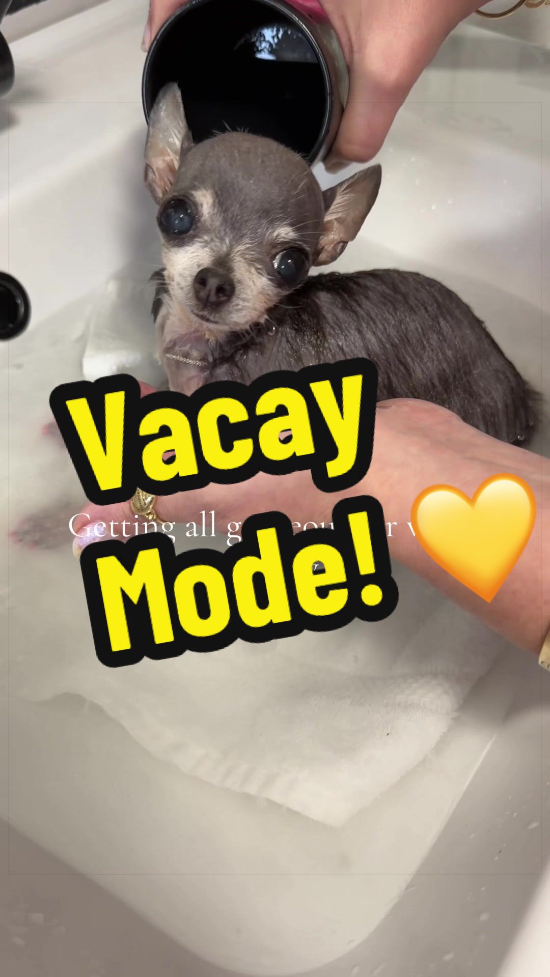 @Tinytiffytheteacupchihuahua