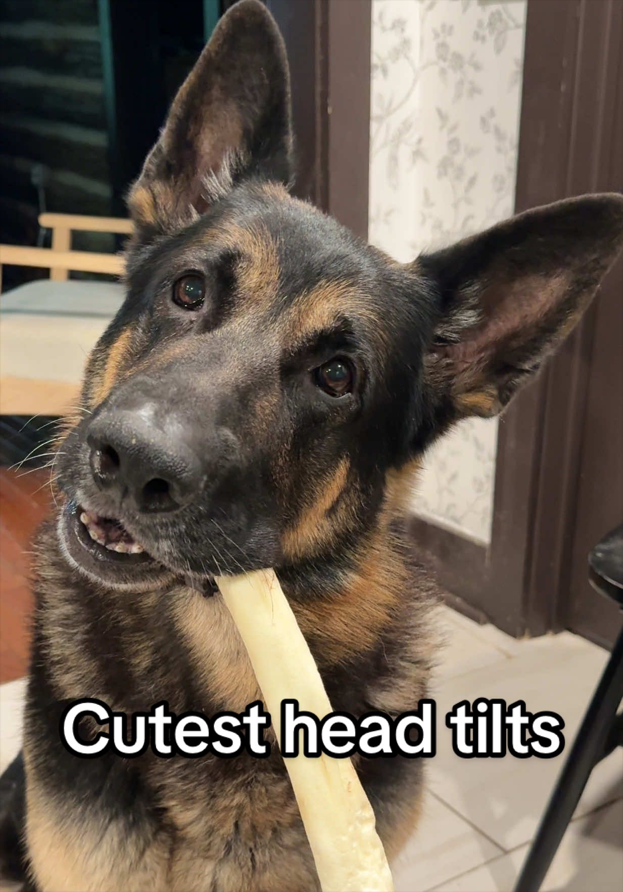 @Boris & Gator🐕 + Smokey🐈