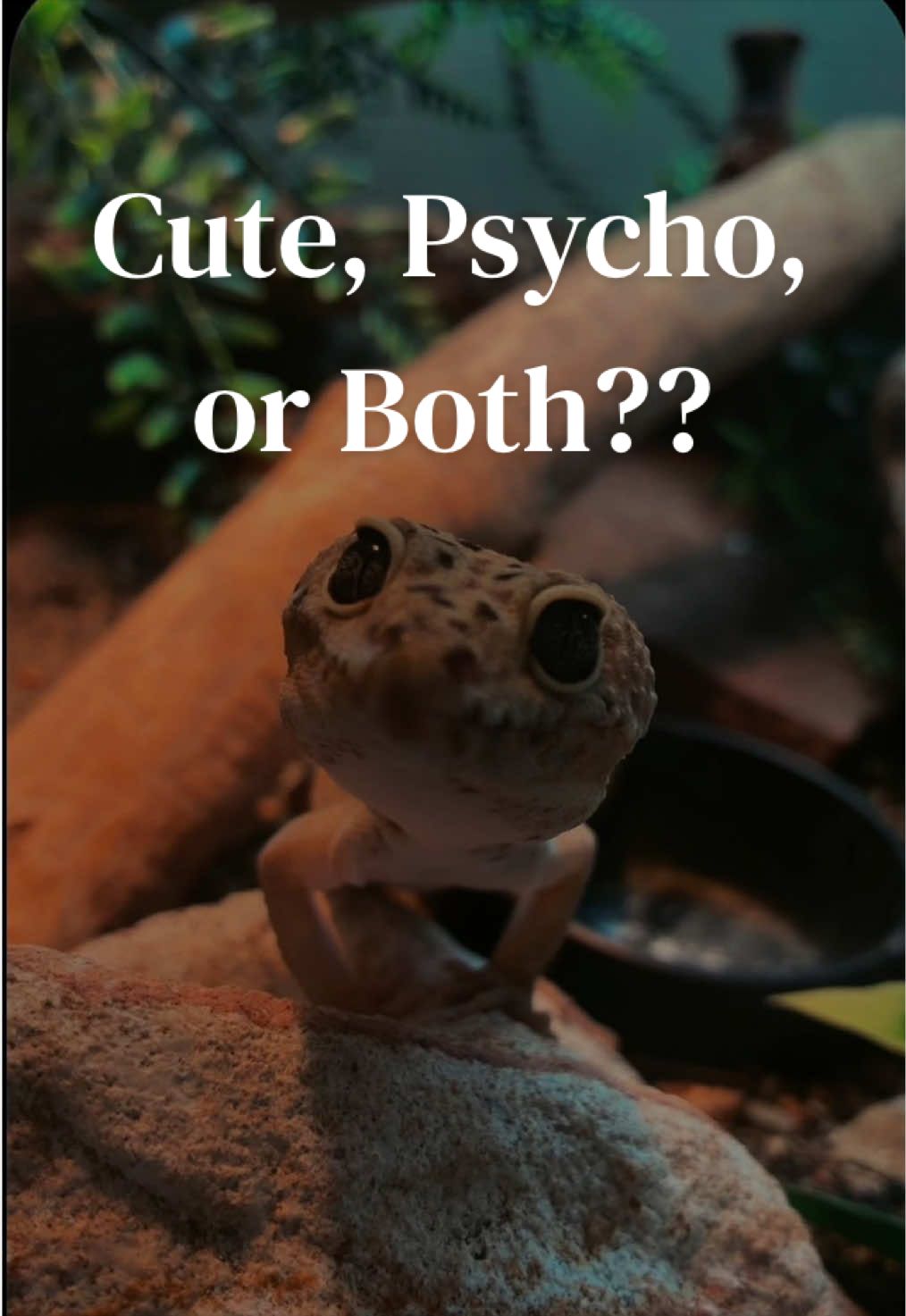 @Sydney | Leopard Gecko Nerd🦎